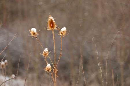 The tops of the flowers are covered with fresh snow. The thistle is clear the brown background is blurred. It is a still life.の写真素材