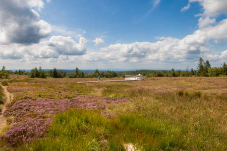 A Vosges plateau with grass, purple flowers, resinous trees in the distance, and an unrecognizable person. The weather is nice, the sky is blue with clouds.の写真素材