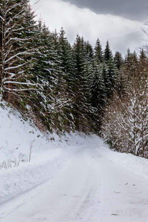 A snow-covered road descends into a forest of fir trees. The sky is covered.の写真素材