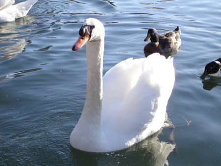 Bird in a pondの写真素材