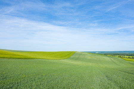 Rolling green farmland stretches across gentle hills beneath a vast blue sky near Cuncy les Varzy, with subtle tractor lines adding texture to the serene rural scene.の写真素材