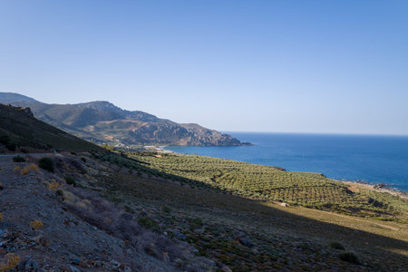 Expansive olive groves stretch across rolling hills toward a rugged coastline and deep blue sea in western Crete. The landscape is sunlit, open, and tranquil with rocky textures and distant mountains.の写真素材