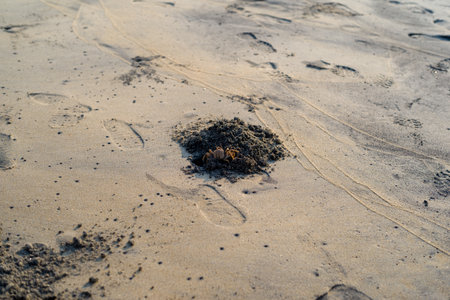 A small sand crab peeks out from its freshly dug burrow on a sunlit sandy beach in Alappuzha, India. Footprints and natural textures are visible in the soft, golden sand.の写真素材