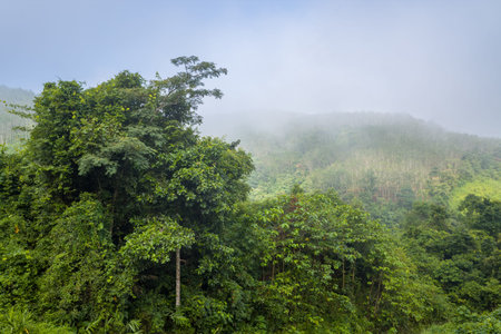Dense green foliage covers the hillside as morning mist drifts over the treetops in the northern...