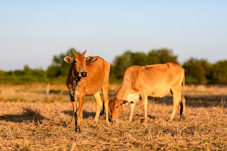 Two brown cows graze on a sunlit, dry stubble field in the rural countryside of Kampot, Cambodia. Warm evening light highlights the earthy textures and soft green backdrop of distant trees.の写真素材