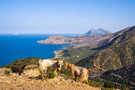 Long-haired goats stand on a rocky mountain ridge with sweeping views of the vivid blue sea and dramatic coastline below. The sunlit landscape features rugged slopes, distant peaks, and a sense of wild open space.の写真素材
