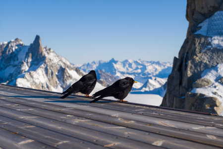 Two alpine choughs rest on a metal rooftop overlooking dramatic snow-covered summits and rugged ridges under clear blue skies near Aiguille du Midi in the French Alps.の写真素材