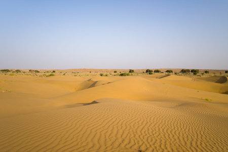 Softly curved golden sand dunes with delicate ripples and scattered patches of green vegetation under a clear blue sky in the Thar Desert near Jaisalmer, India. The landscape evokes calm and natural simplicity.の写真素材