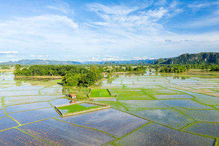 Aerial perspective of flooded rice paddies forming geometric patterns across a vibrant rural...