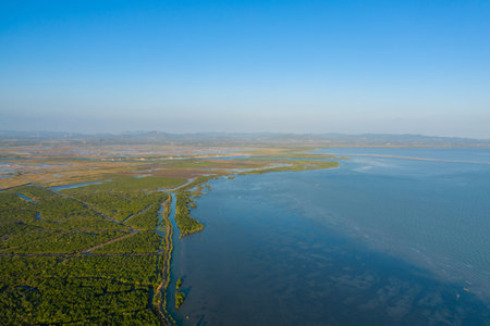 Wide aerial view displays dense mangrove forests bordering expansive tidal waters along the coast...