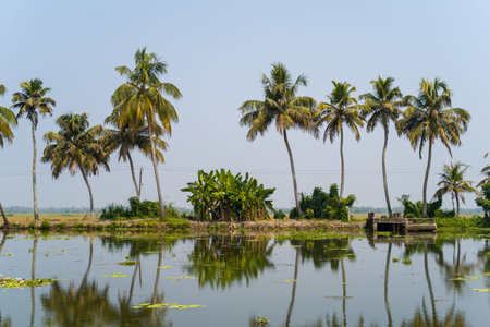 A row of tall palm trees and lush green plants are reflected in the still surface of a tranquil...
