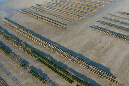 Aerial view of parallel oyster racks casting long shadows across the damp sand at Utah Beach. The scene features crisp lines, subtle textures, and a tranquil, sunlit atmosphere.の写真素材