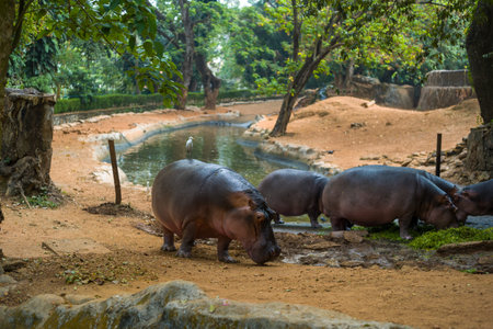 A group of hippopotamuses grazes on damp earth near a reflective pond in a shaded zoo enclosure in Trivandrum, surrounded by lush greenery and mature trees. Soft daylight highlights the animals smooth skin and the tranquil, natural environment.の写真素材