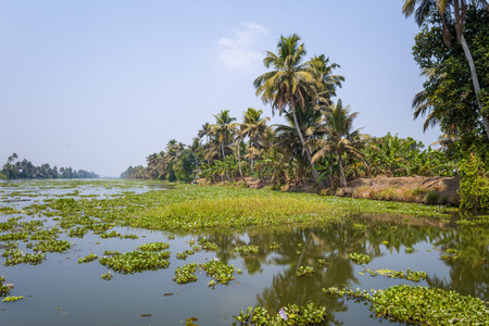 Thick clusters of water plants drift across a calm canal lined with tall palm trees and dense...