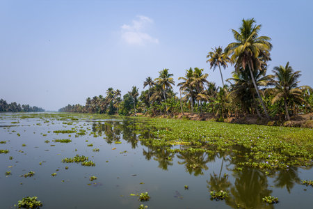 Tall palm trees and dense vegetation line the tranquil backwaters of Alappuzha, Kerala. Calm water...