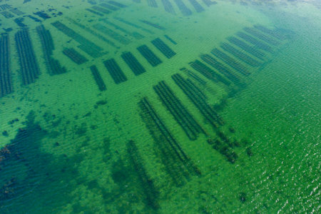 Aerial view of geometric oyster farming beds beneath transparent emerald water near Saint Philibert, with sunlight creating patterns on the sea surface.の写真素材