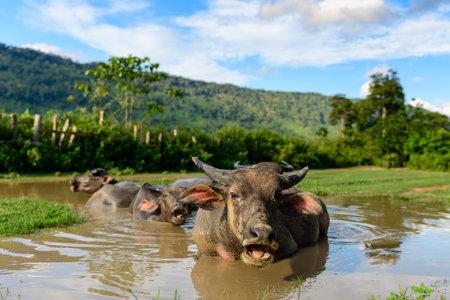 Group of water buffaloes resting in a muddy pond surrounded by green countryside and distant forested hills. The animals are partially submerged, with sunlight highlighting their textured hides and the lush landscape beyond.の写真素材