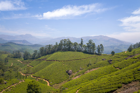 Curving dirt trails wind across vibrant tea-covered hills in Munnar, India, with tall trees and...