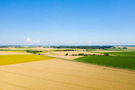 Vast golden and green fields stretch across the Normandy countryside under a clear blue sky, creating a fresh and expansive rural landscape with crisp summer light.の写真素材