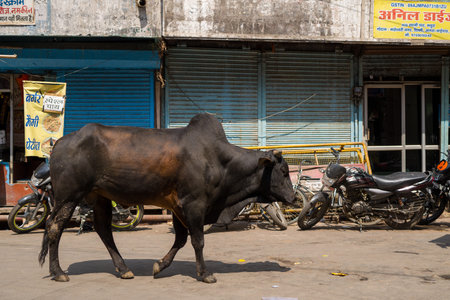 Mathura, India - March 14, 2024: A cow walks across a street in front of closed shopfronts with Hindi signage and several parked motorcycles under daylight.のeditorial素材