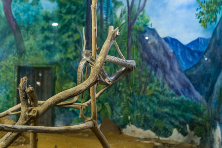 Trivandrum, India - March 1, 2023: A snake is seen coiled on dry branches inside a zoo enclosure with a painted mural of a forest and mountains in the background at Trivandrum Zoo.のeditorial素材