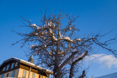 Megeve, France - January 30, 2023: A leafless tree with snow on its branches stands in front of a residential building with a snow-covered roof under a clear blue sky.のeditorial素材