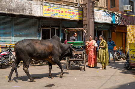Mathura, India - March 14, 2024: A cow walks across a street in front of closed shopfronts with Hindi signage, as several people stand near an auto rickshaw and motorcycles are parked under daylight.のeditorial素材