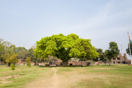 Delhi, India - March 29, 2024: The image shows a large tree with bright green foliage standing on a grassy lawn, with stone ruins and the Indian national flag visible in the background at Feroz Shah Kotla Fort under a clear sky.のeditorial素材