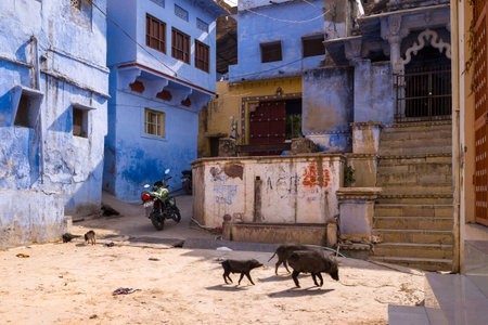 Bundi, India - March 20, 2022: The image shows a street in the old town with blue-painted residential buildings, a staircase, a parked motorcycle, and several pigs walking on the sandy ground.のeditorial素材