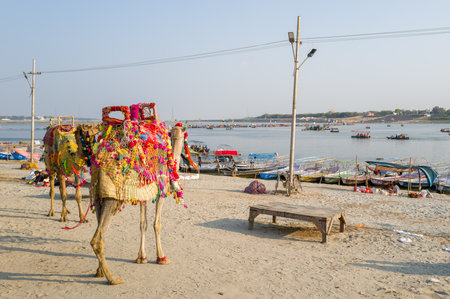 Prayagraj, India - March 21, 2024: Two camels adorned with colorful decorations stand on the sandy riverbank at Sangam, with rows of boats moored along the river, utility poles, a wooden bench, and people visible under a clear sky.のeditorial素材