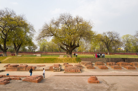 Sarnath, India - March 19, 2024: Groups of people stand and walk among ancient brick foundations and archaeological remains, with large deciduous trees and grassy areas visible at the site during daylight.のeditorial素材
