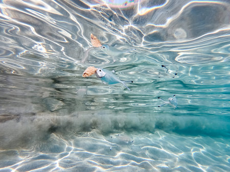 Unknown location - October 31, 2022: Several small fish are visible swimming underwater near the surface, with pieces of floating debris and sunlight creating patterns on the water.のeditorial素材