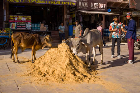 Pushkar, India - March 17, 2022: Two cows stand beside a large pile of sand on a paved street, with pedestrians, visible restaurant signage in Hindi and English, and storefronts in the background under daylight.のeditorial素材