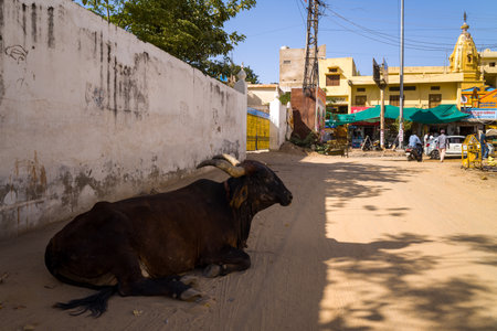Pushkar, India - March 17, 2022: A bull is lying on a dirt street beside a white wall, with a yellow temple, shops, utility poles, and several people visible in the background under clear daylight.のeditorial素材