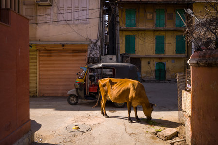 Jaipur, India - March 16, 2022: Brown cow grazing on the ground in a sunlit street with an auto rickshaw parked nearby and shuttered shops and residential buildings with green window shutters in the background.のeditorial素材