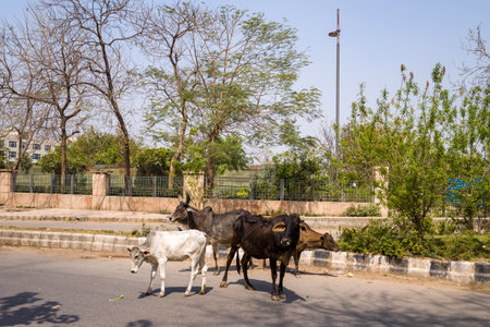 Delhi, India - March 13, 2022: Three cows, including one white and two dark brown, stand on the roadside near a curb with a metal fence, trees, and a building visible in the background under a clear sky.のeditorial素材