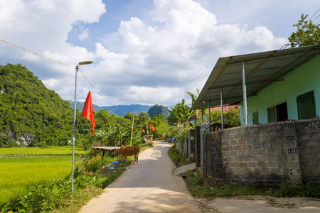 Vietnam - September 2, 2022: A narrow paved village road passes by a cow, red flags on poles, green rice fields, and houses with a stone wall, with forested hills and a partly cloudy sky in the background.のeditorial素材