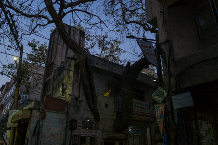 Jaipur, India - March 15, 2022: Evening scene in the old city showing weathered buildings, large tree branches extending over rooftops, multiple business signs in Hindi, and visible overhead wires.のeditorial素材