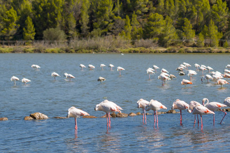 Parc de Sigean, France - August 27, 2021: A large group of greater flamingos is seen standing and wading in shallow water with trees and vegetation in the background.のeditorial素材