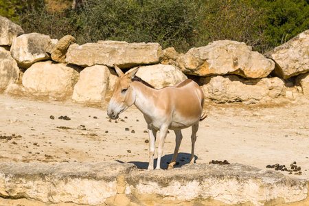 Parc de Sigean, France - August 27, 2021: An Asiatic wild ass is seen standing on sandy ground in an outdoor enclosure bordered by large rocks and vegetation.のeditorial素材