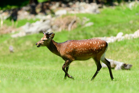 Unknown location - June 10, 2021: A sika deer with small antlers is seen walking on a sunlit grassy field with a rocky area in the background.のeditorial素材
