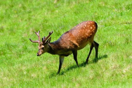 Unknown location - June 10, 2021: A sika deer with antlers is seen grazing on a sunlit grassy field.のeditorial素材