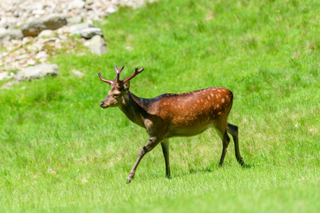 Unknown location - June 10, 2021: A sika deer with antlers is seen walking on a sunlit grassy field with a rocky area in the background.のeditorial素材