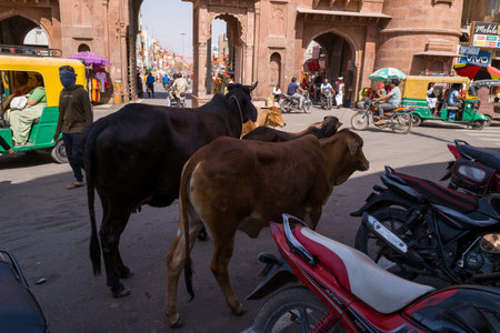 Bikaner, India - March 31, 2022: Several cows are standing on a street near motorcycles and auto rickshaws, with people walking and a historic sandstone gate visible in the background under daylight.のeditorial素材