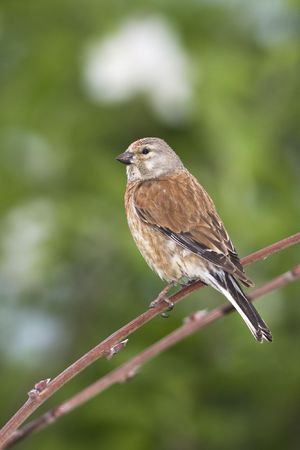 linnet male sitting on a branch の写真素材