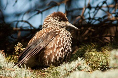 nutcracker resting on the branchの写真素材