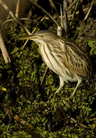 little bittern resting on the branch / Ixobrychus minutus の写真素材