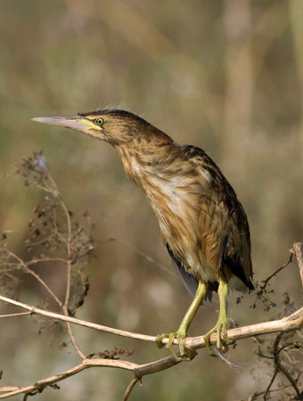 little bittern resting on the branch / Ixobrychus minutus の写真素材