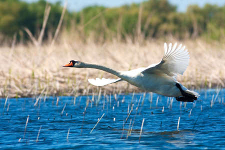 Mute Swan (Cygnus olor) in flight の写真素材