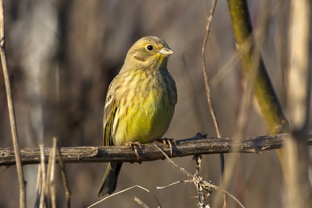 yellowhammer resting on a branch / Emberiza citrinellaの写真素材